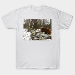 Scottish Highland Cattle Cow and Cat 2230 T-Shirt